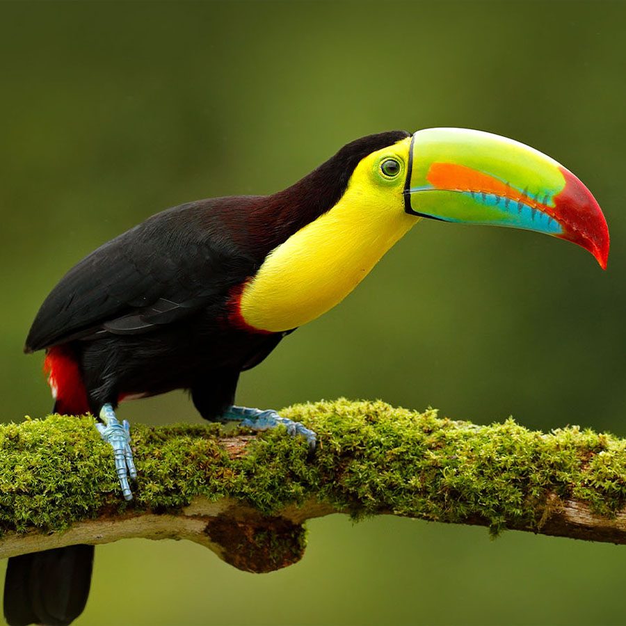 toucan-Belize
